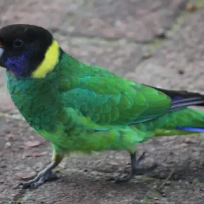 Rescued parrot