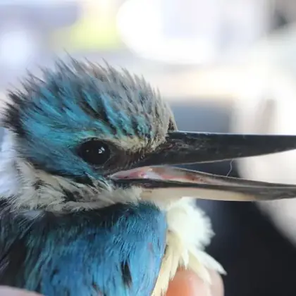 Kingfisher