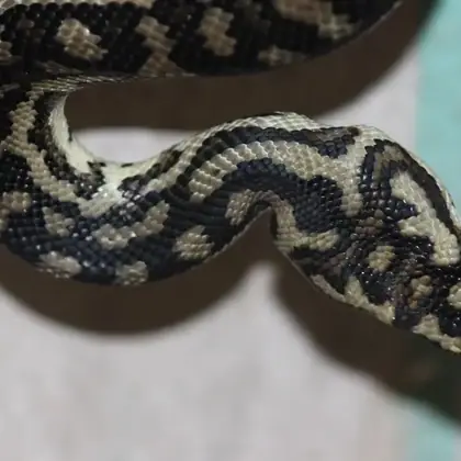 Carpet python