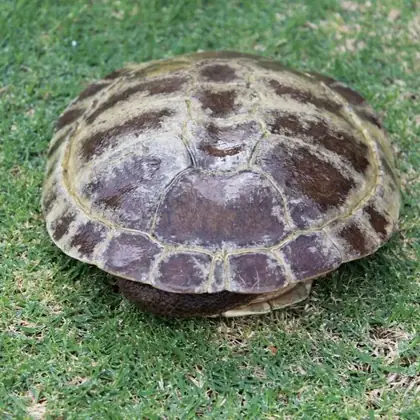 Long-necked turtle