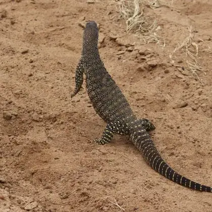 Goulds monitor